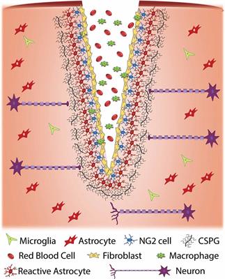 Frontiers | Role of Chondroitin Sulfation Following Spinal Cord Injury